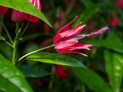 Pavonia multiflora - Blütenschönheit und Dauerblüherin aus Brasilien