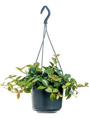 Peperomia angulata 'Rocca Scuro', Ampel, im 15cm Topf, Hhe 25cm, Breite 20cm