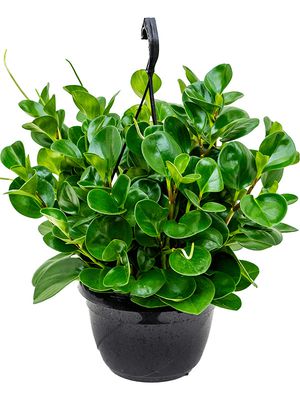 Peperomia obtusifolia 'Green', Ampel, im 20cm Topf, Hhe 50cm, Breite 30cm