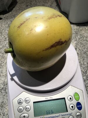 Pepino, Solanum muricatum