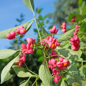 Pfaffenh&uuml;tchen (Euonymus europaeus): Giftig? Wie vermehren?