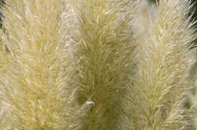 Pfeifengras Heidebraut (Molinia caerulea) &ndash; Pflege &amp; Standort