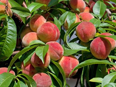 Pfirsichanbau: Pflege &amp; Schneiden vom Pfirsichbaum