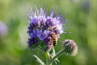 Phacelia richtig pflegen &ndash; das ist zu beachten