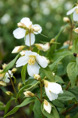 Philadelphus 'Erectus', Gartenjasmin