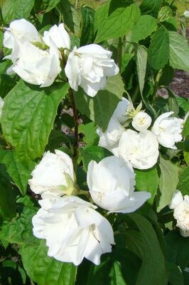 Philadelphus 'Schneesturm', Gartenjasmin
