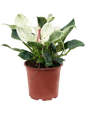 Philodendron 'Birkin', im 19cm Topf, Hhe 45cm, Breite 40cm