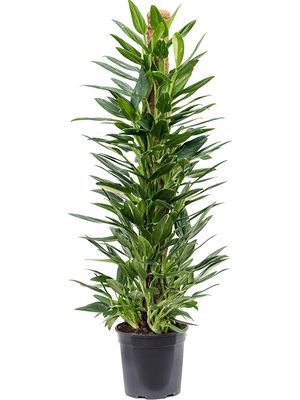 Philodendron 'Cobra', Moosstab 100, im 21cm Topf, Höhe 110cm, Breite 50cm