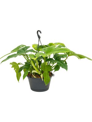 Philodendron 'Dragon', Ampel, im 28cm Topf, Hhe 45cm, Breite 45cm