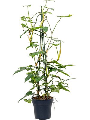 Philodendron 'Dragon', Piramide, im 24cm Topf, Hhe 120cm, Breite 50cm