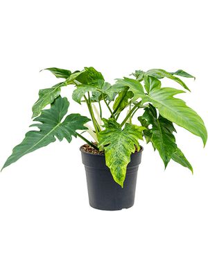 Philodendron 'Dragon Variegata', Busch, im 24cm Topf, Hhe 50cm, Breite 35cm