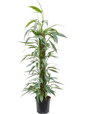 Philodendron 'Exotica', Mosstab, im 21cm Topf, Höhe 110cm, Breite 30cm