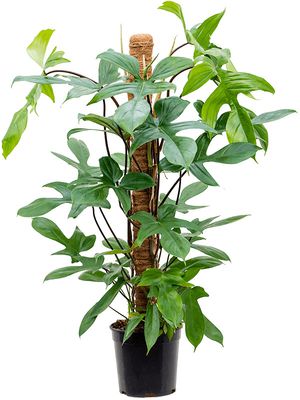 Philodendron 'Florida Beauty', Moosstab 100, im 21cm Topf, Hhe 90cm, Breite 35cm