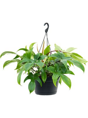 Philodendron 'Florida Green', Ampel, im 28cm Topf, Hhe 45cm, Breite 45cm