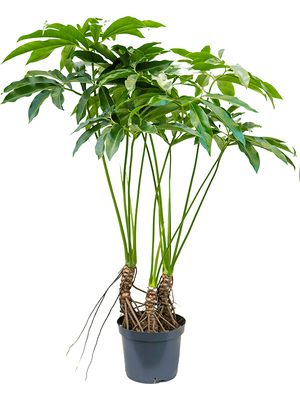 Philodendron 'Fun bun', Tuff, im 30cm Topf, Hhe 130cm, Breite 80cm