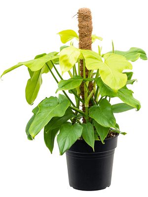 Philodendron 'Golden Violin', Moosstab 80, im 21cm Topf, Hhe 70cm, Breite 60cm