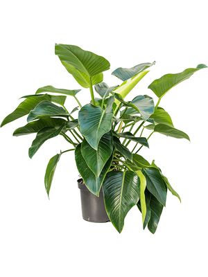 Philodendron 'Green Beauty', Busch, im 30cm Topf, Hhe 110cm, Breite 100cm