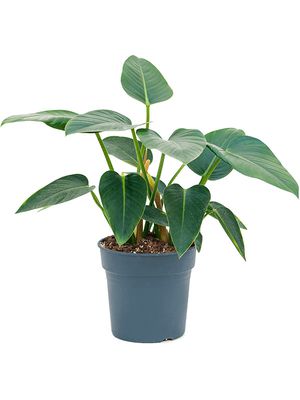 Philodendron 'Green Congo', Busch, im 27cm Topf, Hhe 65cm, Breite 30cm