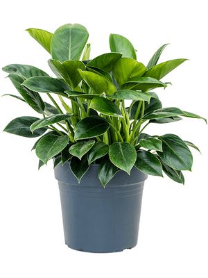 Philodendron 'Green Princess', Busch, im 27cm Topf, Hhe 70cm, Breite 50cm