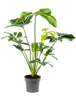 Philodendron 'Green Wonder', Busch, im 24cm Topf, Hhe 100cm, Breite 65cm