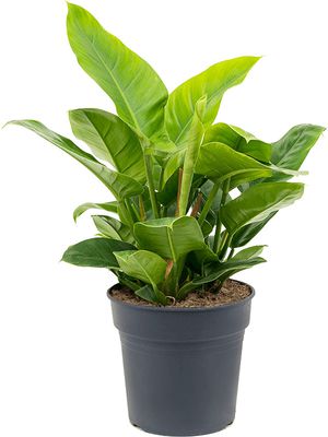 Philodendron 'Imperial Green', Busch, im 27cm Topf, Hhe 70cm, Breite 80cm