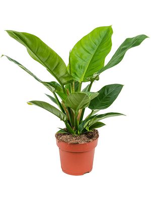 Philodendron 'Imperial Green', im 19cm Topf, Hhe 45cm, Breite 40cm