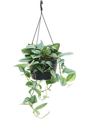 Philodendron 'Metal Green', Ampel, im 28cm Topf, Hhe 40cm, Breite 35cm