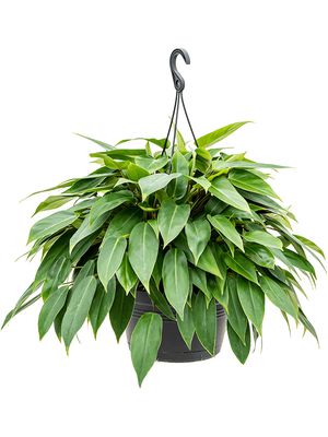 Philodendron 'Minii', Ampel, im 28cm Topf, Hhe 60cm, Breite 50cm