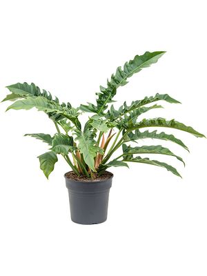 Philodendron 'Narrow', Busch, im 27cm Topf, Hhe 80cm, Breite 80cm