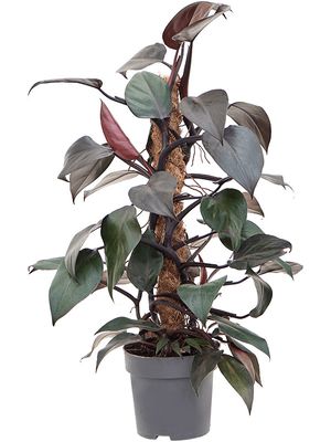 Philodendron 'New Red', Moosstab 60, im 17cm Topf, Hhe 60cm, Breite 40cm