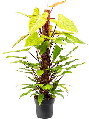 Philodendron 'Painted Lady', Moosstab 120, im 24cm Topf, Höhe 120cm, Breite 65cm