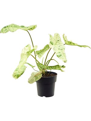 Philodendron 'Paraiso Verde', im 19cm Topf, Hhe 45cm, Breite 45cm