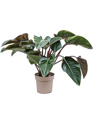 Philodendron 'Red Beauty', Busch, im 27cm Topf, Hhe 90cm, Breite 90cm