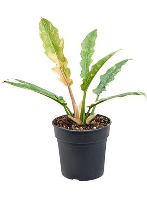 Philodendron 'Ring Of Fire Gold', Busch, im 15cm Topf, Hhe 45cm, Breite 30cm