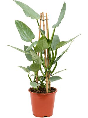 Philodendron 'Silver 'Queen', Pyramide, im 19cm Topf, Hhe 75cm, Breite 70cm