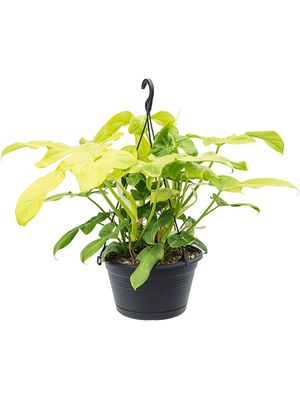 Philodendron 'Violin', Ranker, im 28cm Topf, Hhe 30cm, Breite 30cm