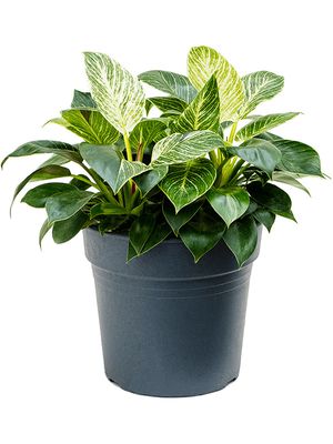 Philodendron 'White Wave', Busch, im 27cm Topf, Hhe 50cm, Breite 35cm