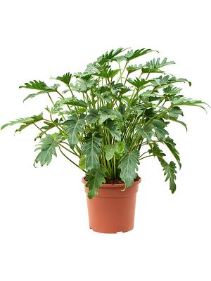 Philodendron 'Xanadu' (70-80), Busch, im 27cm Topf, Hhe 75cm, Breite 70cm