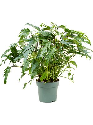 Philodendron 'Xanadu', Busch, im 24cm Topf, Hhe 75cm, Breite 70cm