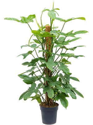 Philodendron bipennifolium 'Silver Violin', Moosstab 120, im 24cm Topf, Höhe 120cm, Breite 55cm