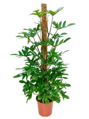 Philodendron pedatum, Moosstab 150, im 27cm Topf, Hhe 150cm, Breite 60cm