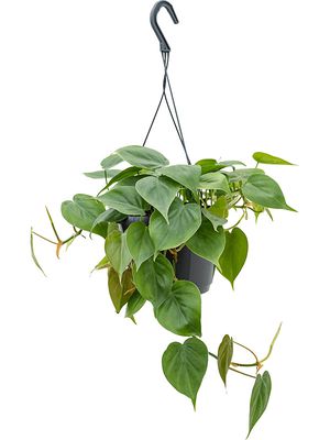 Philodendron scandens, Ampel, im 17cm Topf, Hhe 40cm, Breite 30cm