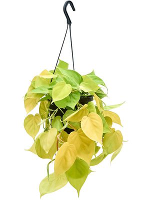 Philodendron scandens 'Lemon Lime', Ampel, im 17cm Topf, Hhe 30cm, Breite 25cm