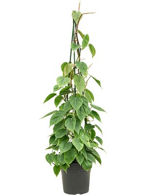 Philodendron scandens, Pyramide, im 24cm Topf, Hhe 120cm, Breite 40cm