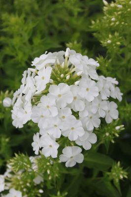 Phlox amplifolia 'White Clouds'