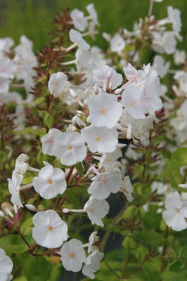 Phlox maculata 'Mrs. Lingard'