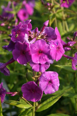 Phlox paniculata Flame Purple