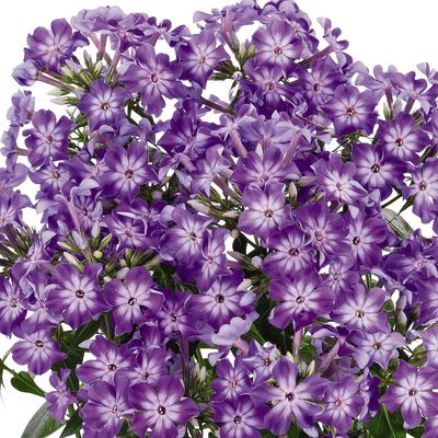 Phlox paniculata 'Early Purple Eye' (S)