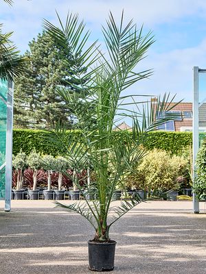 Phoenix canariensis, Stamm, im 26cm Topf, Hhe 170cm, Breite 140cm