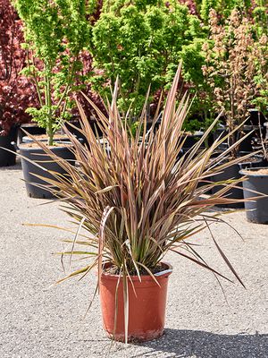 Phormium tenax 'Apricot Queen', Busch, im 35cm Topf